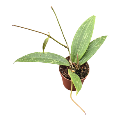 Hoya Loei