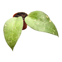 Hoya Long Leaf Splash