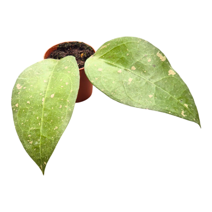 Hoya Long Leaf Splash