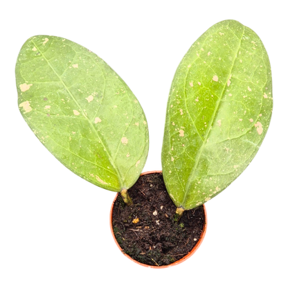 Hoya Long Leaf Splash