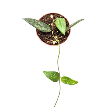 Hoya Lye Splash