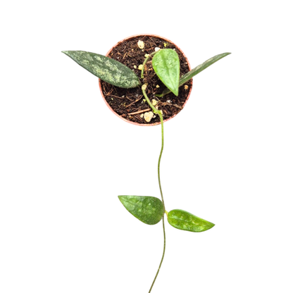 Hoya Lye Splash