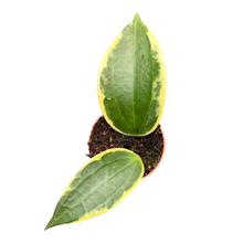 Hoya Macrophylla Albomarginata