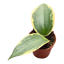 Hoya Macrophylla Albomarginata