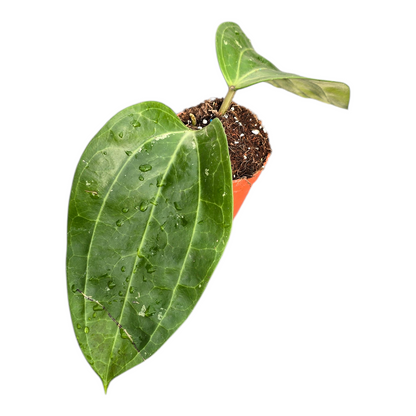 Hoya Macrophylla XL
