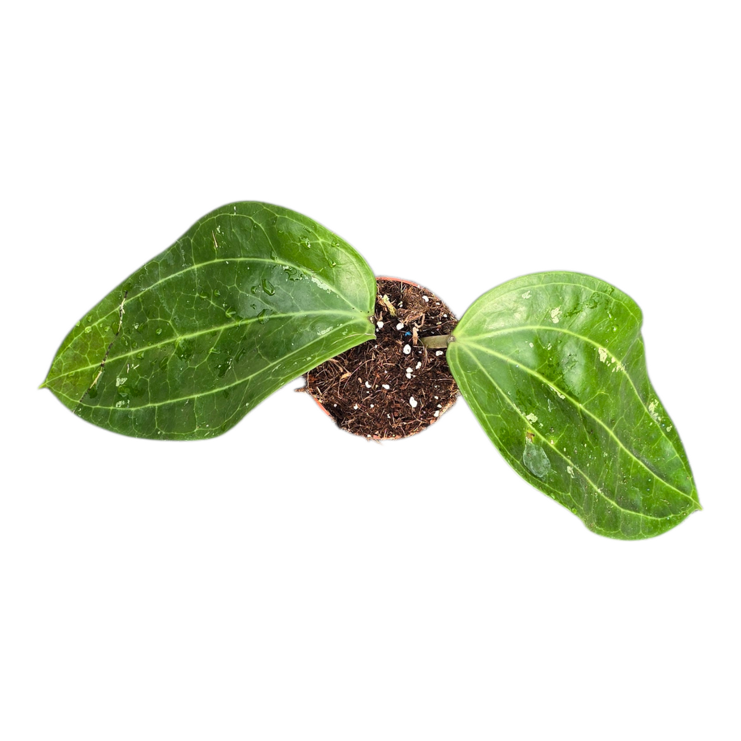 Hoya Macrophylla XL