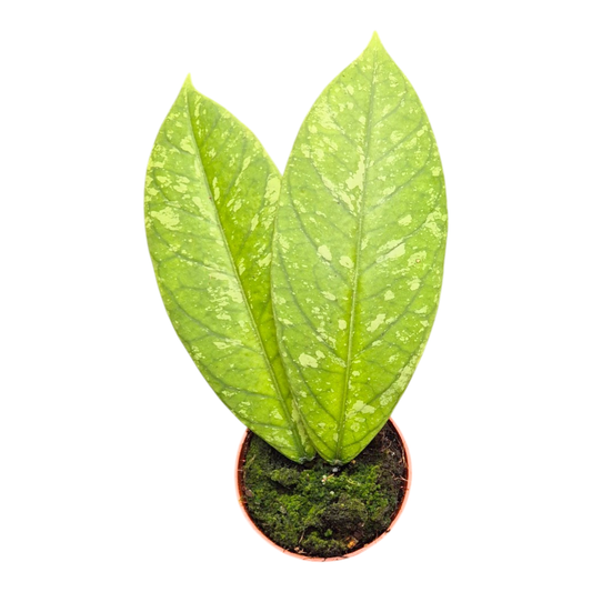 Hoya Meredithii Splash