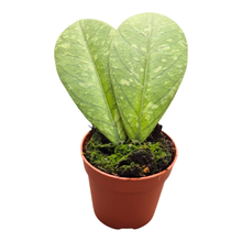 Hoya Meredithii Splash