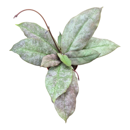 Hoya Mitrata Silver