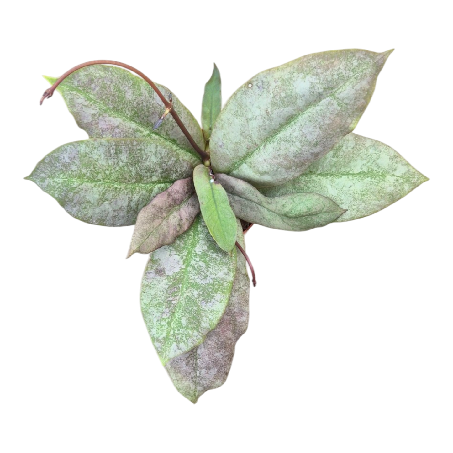 Hoya Mitrata Silver