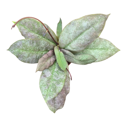 Hoya Mitrata Silver