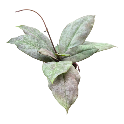 Hoya Mitrata Silver