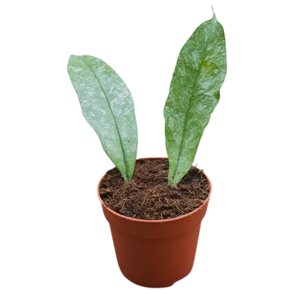 Hoya Multiflora Silver Splash