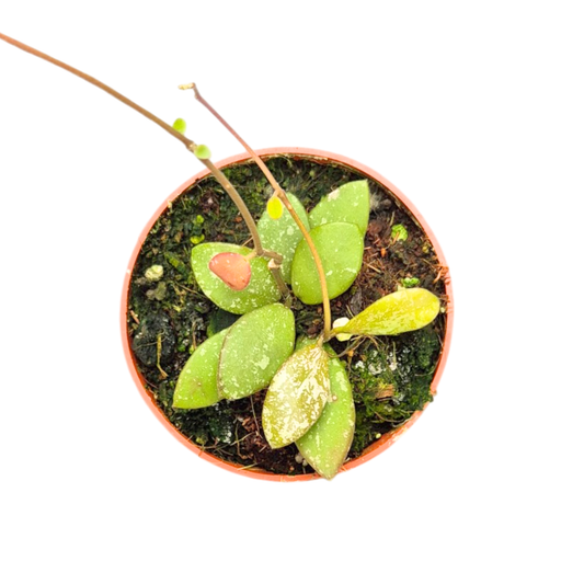 Hoya No ID Kalimantan