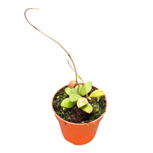 Hoya No ID Kalimantan