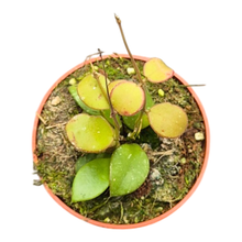 Hoya No ID Small Round Leaf