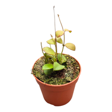 Hoya No ID Small Round Leaf