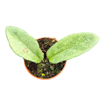 Hoya Nova Ghost