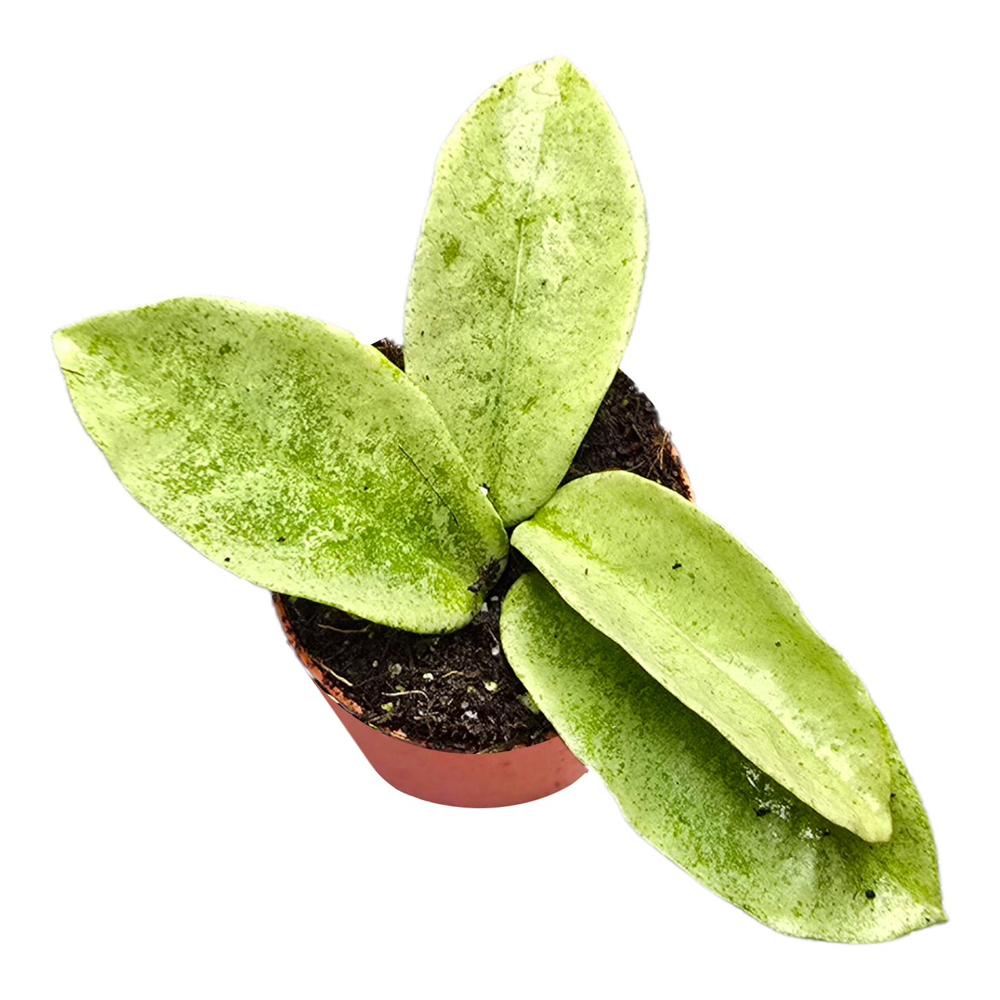 Hoya Nova Ghost