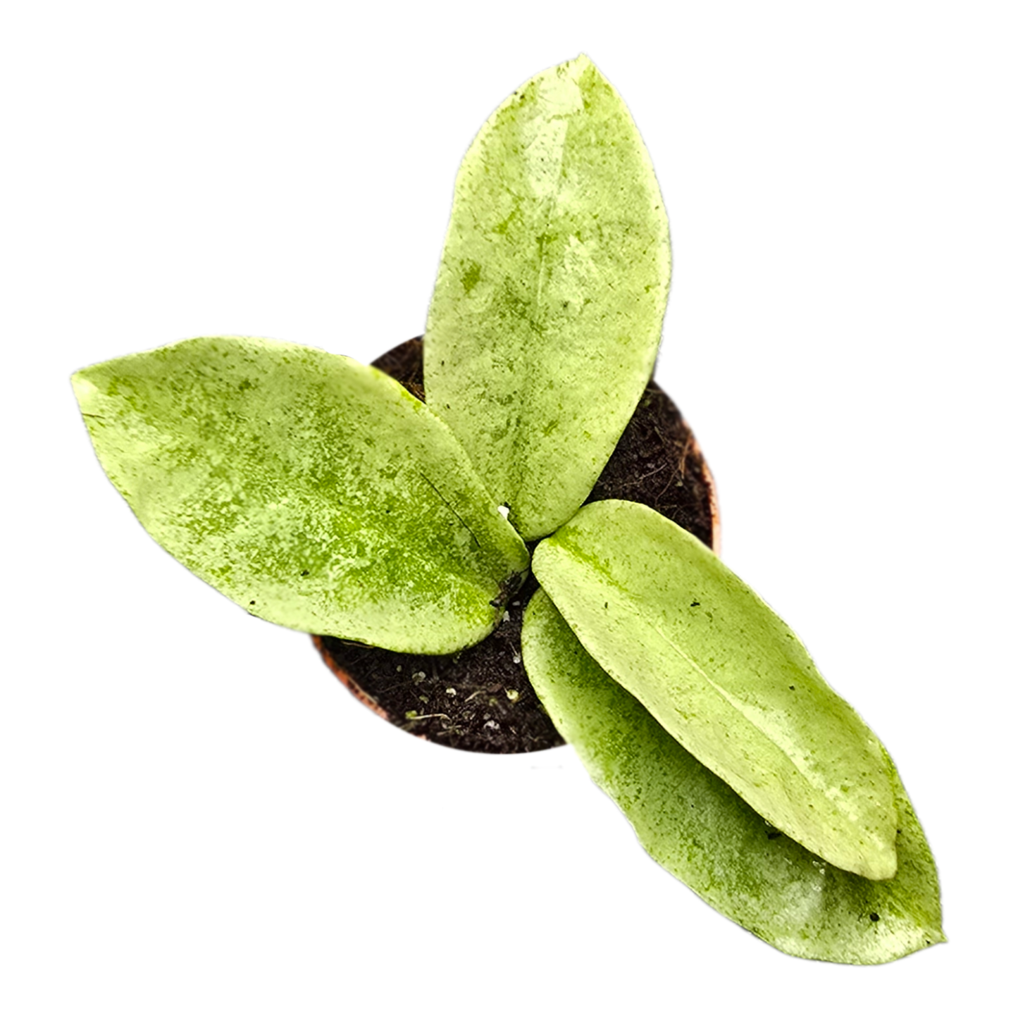 Hoya Nova Ghost