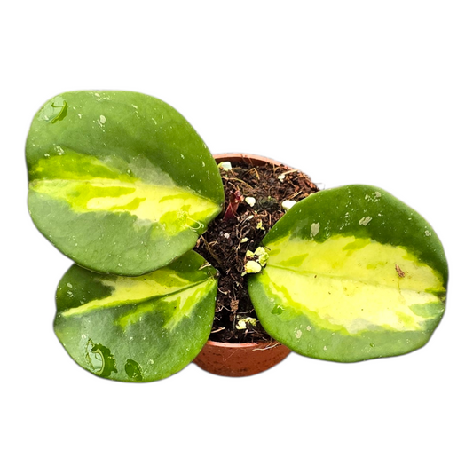 Hoya Obovata Variegata