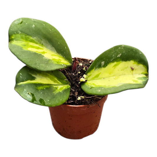 Hoya Obovata Variegata