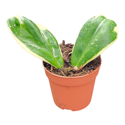 Hoya Obovata Variegata (Albo)