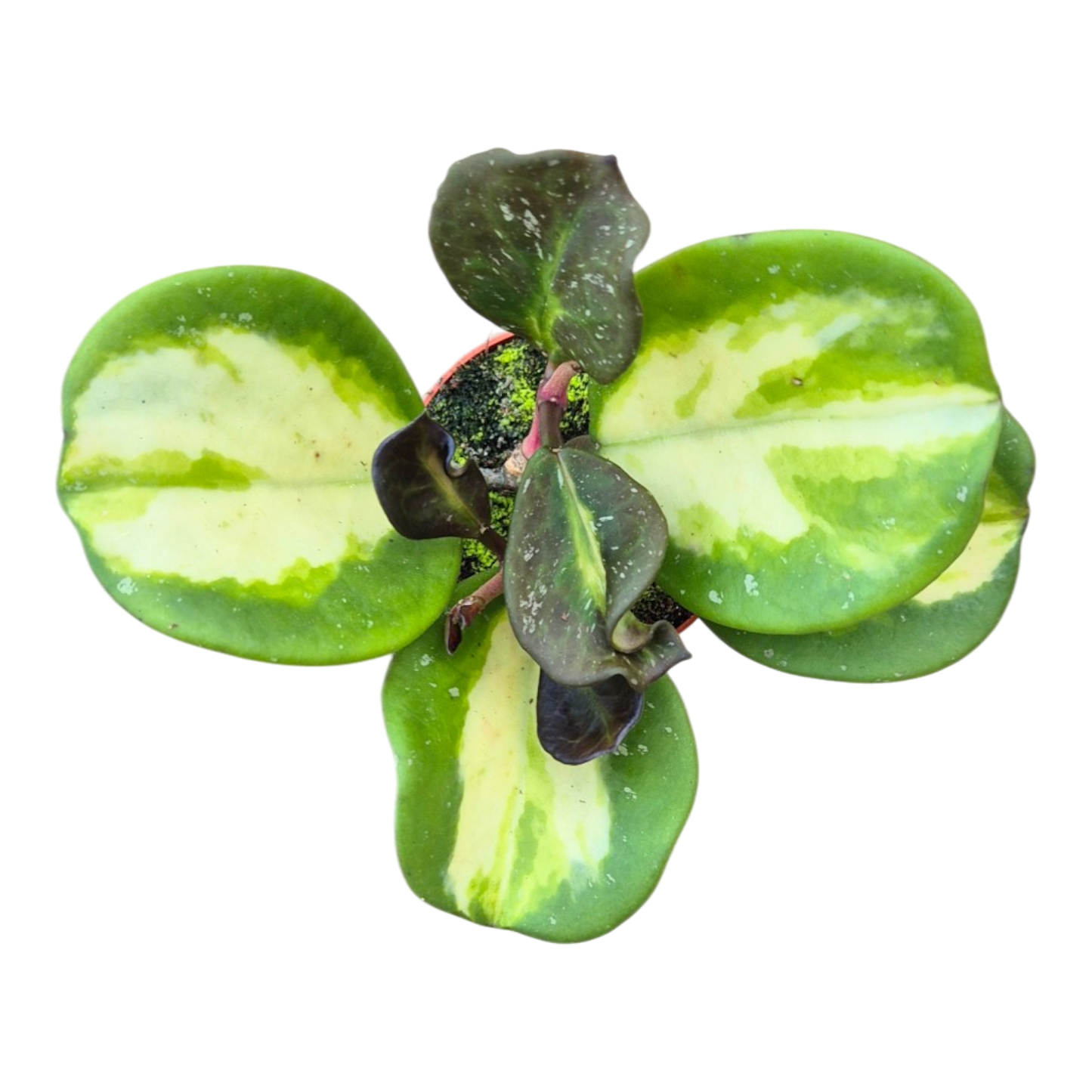 Hoya Obovata Variegata Splash