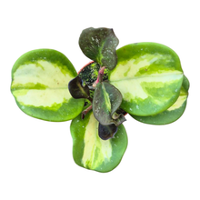 Hoya Obovata Variegata Splash