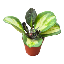 Hoya Obovata Variegata Splash