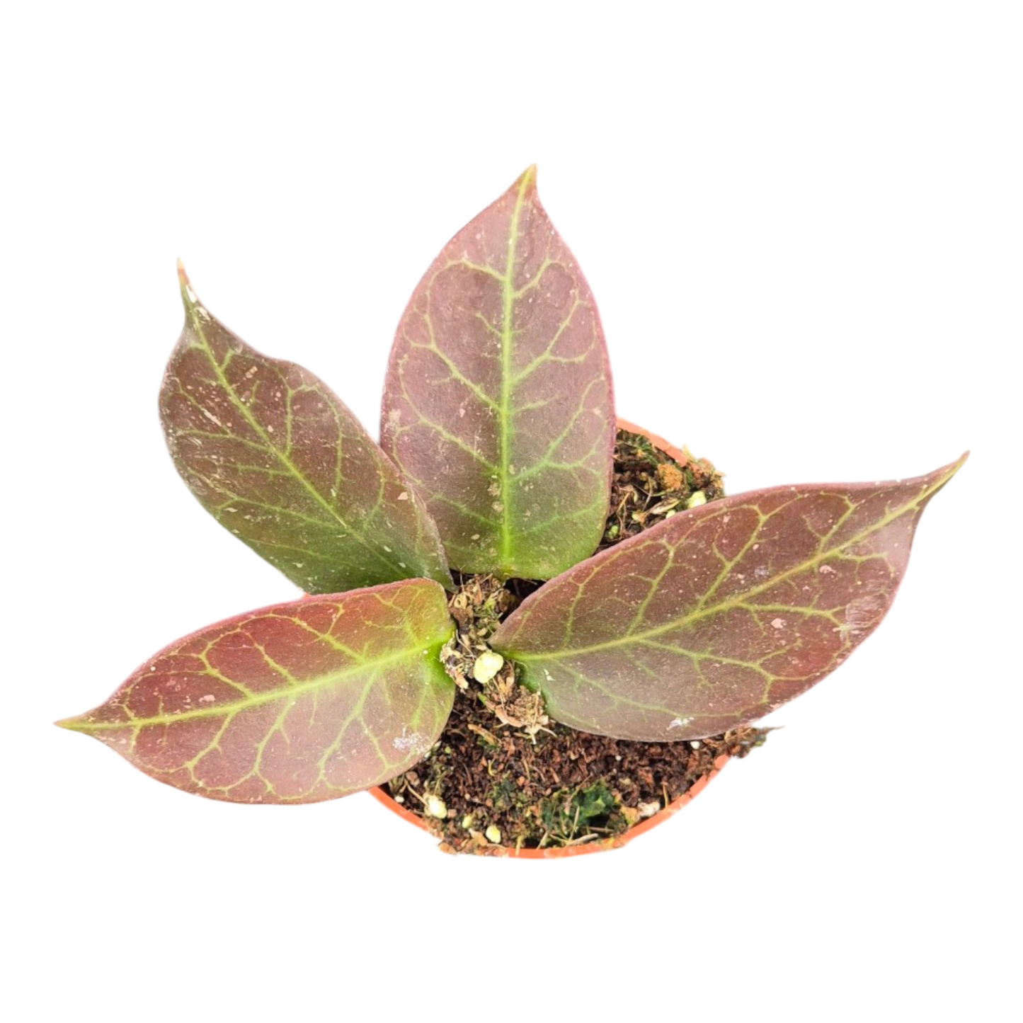 Hoya Obscura Sunrise