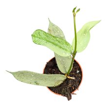 Hoya Pandurata Silver