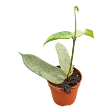 Hoya Pandurata Silver