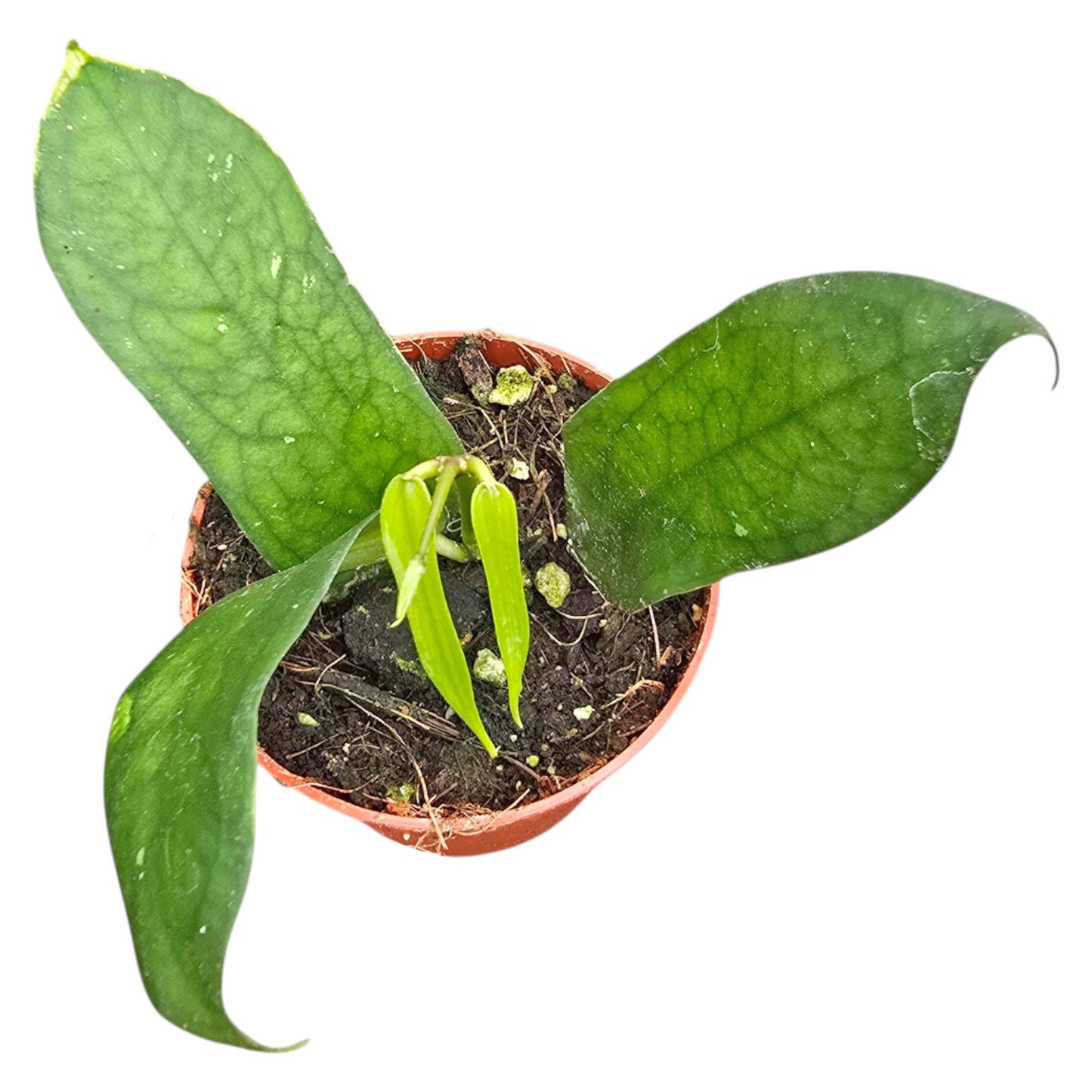 Hoya pandurata du Vietnam
