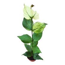 Hoya Polyneura White Butterfly