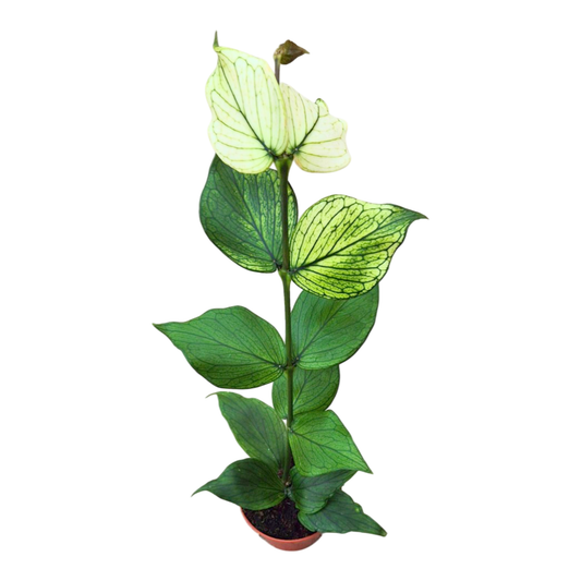 Hoya Polyneura White Butterfly