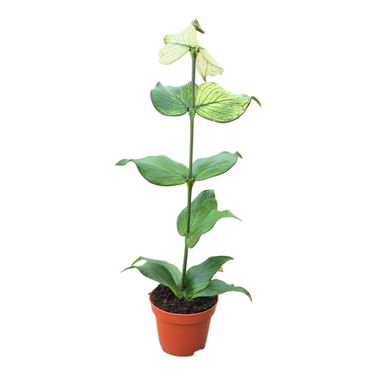 Hoya Polyneura White Butterfly