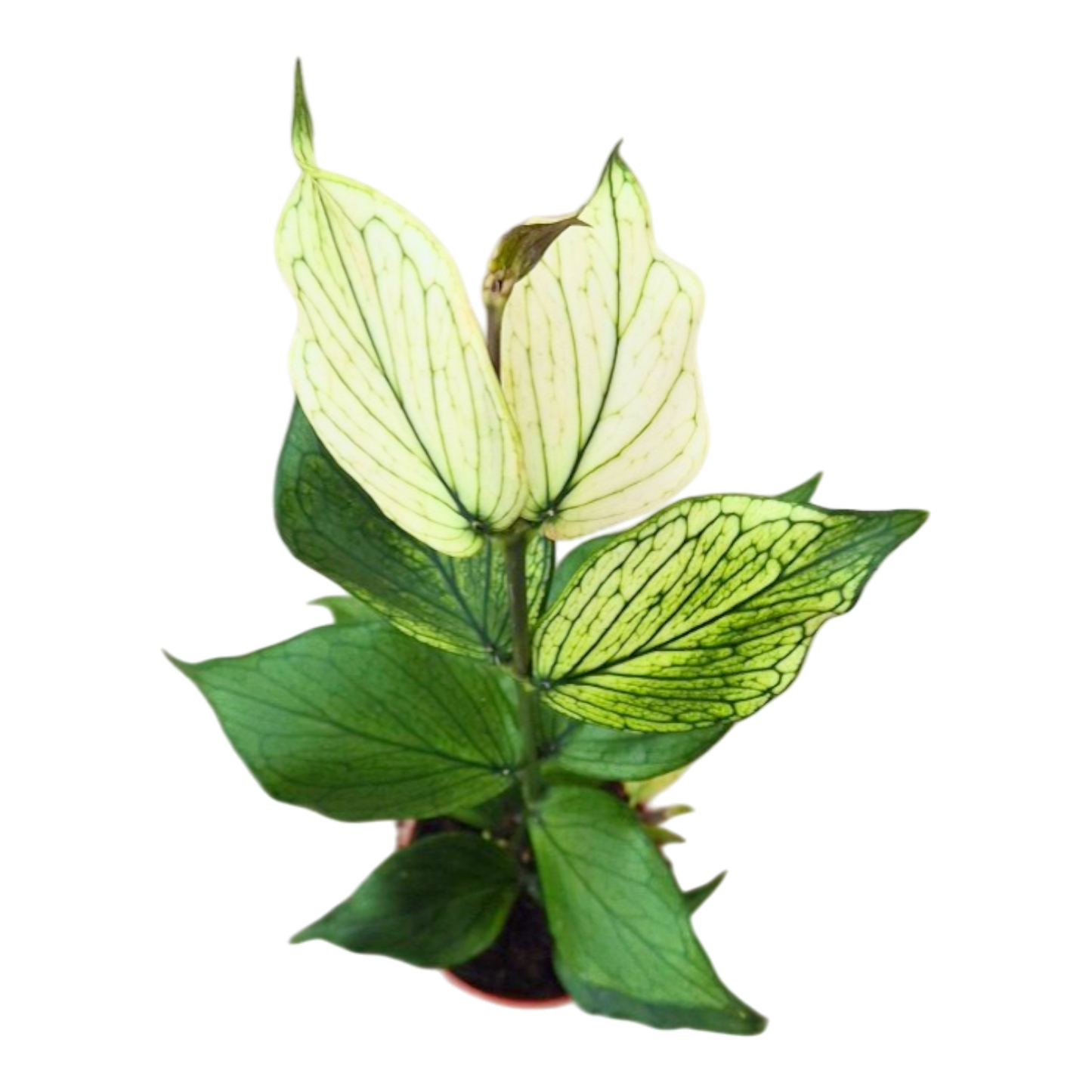 Hoya Polyneura White Butterfly