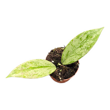 Hoya Pubicalyx Silver Splash