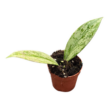 Hoya Pubicalyx Silver Splash