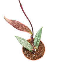 Hoya Pubicalyx Splash Variegata