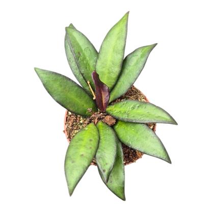 Hoya Czerwono-bordowa