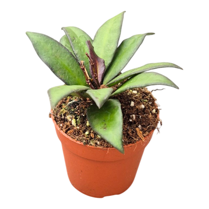 Hoya Czerwono-bordowa
