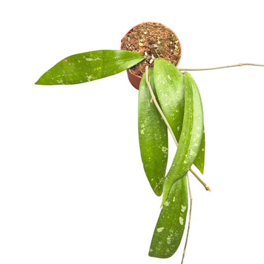 Hoya Rindu Rafflesia