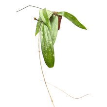 Hoya Rindu Rafflesia