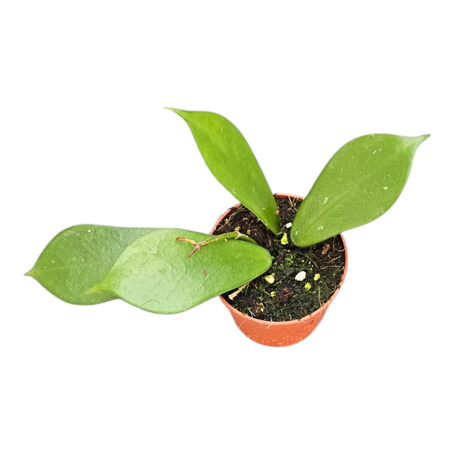 Hoya Rostellata