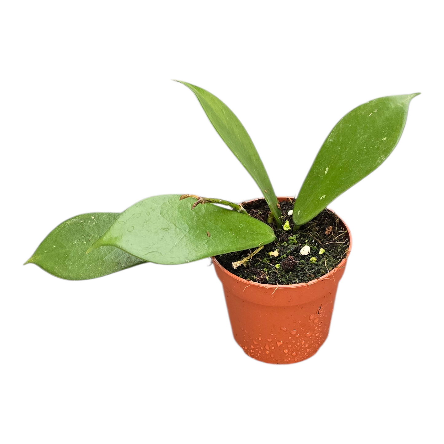 Hoya Rostellata