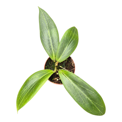 Hoya soligamiana