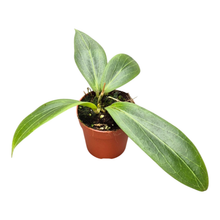 Hoya Soligamiana