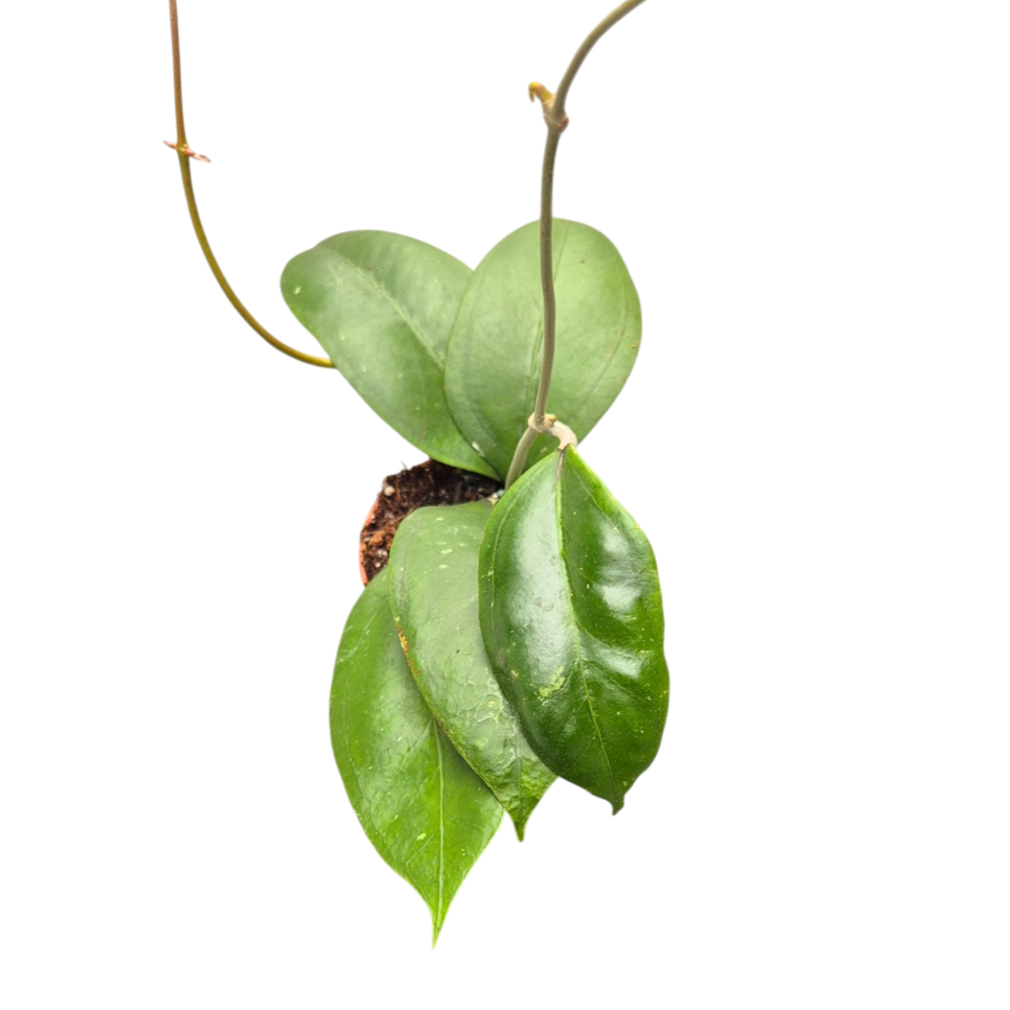 Hoya Sp. z o.o.